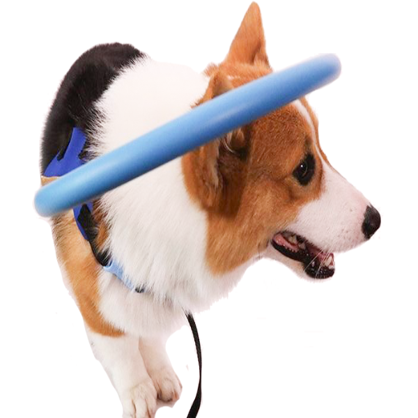 Guida ai collari di sicurezza protettivi per cani non vedenti