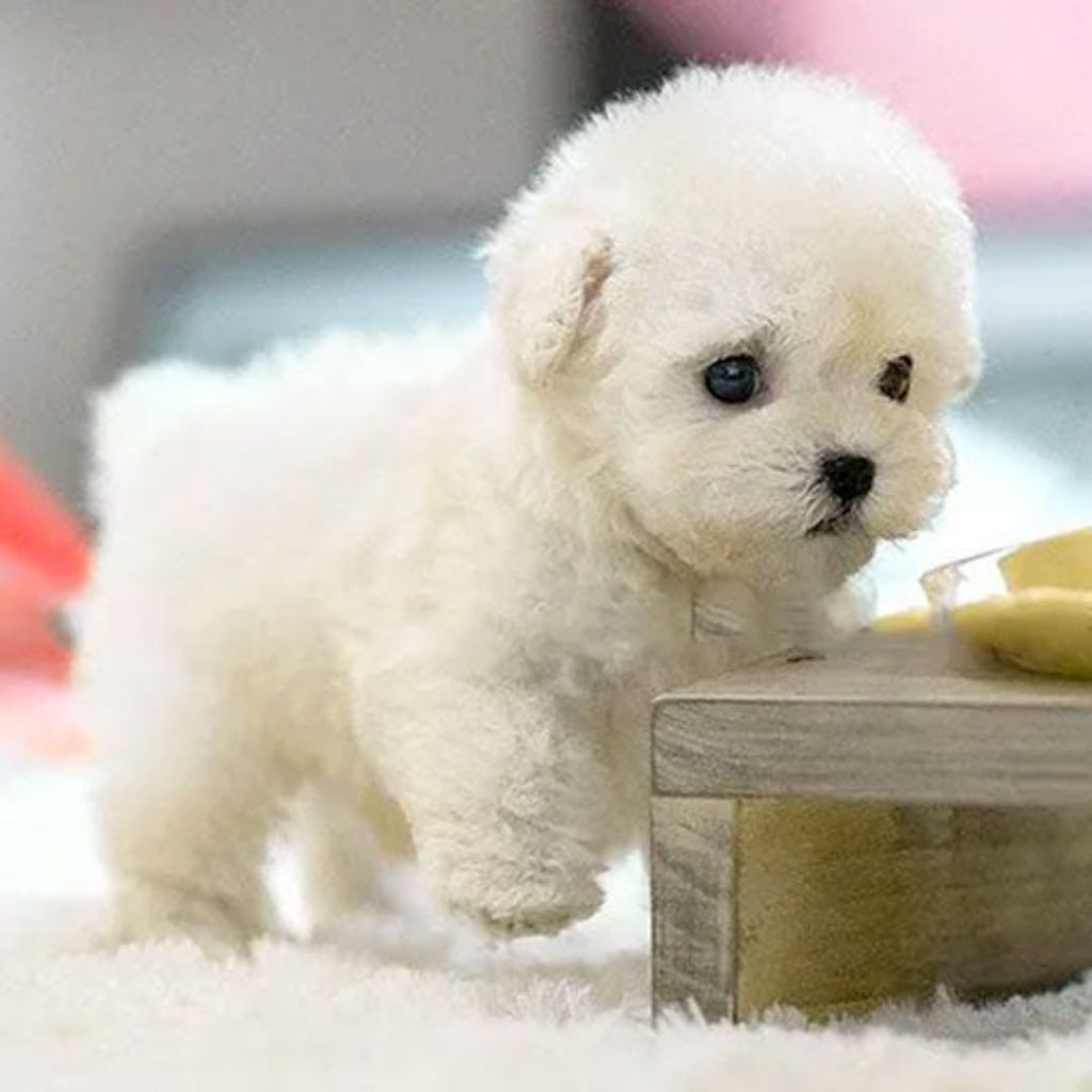 Juguete interactivo inteligente para perros con sonido y cola móvil