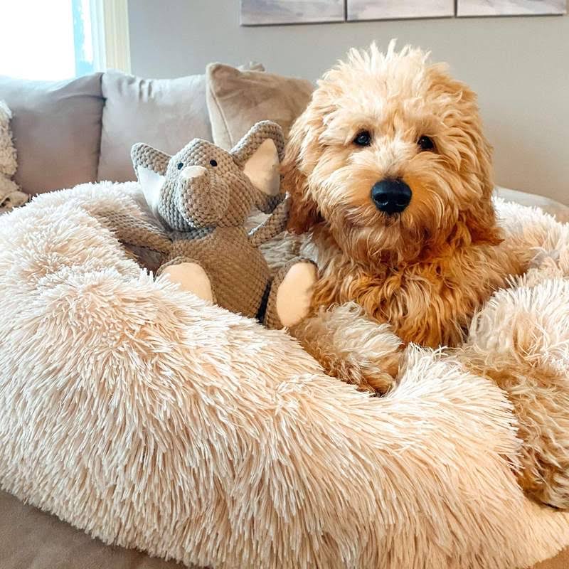 Letto impermeabile per cane con funzione calmante