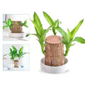Brazilian Wood Indoor Plant for Home Air Purification - Image 1
