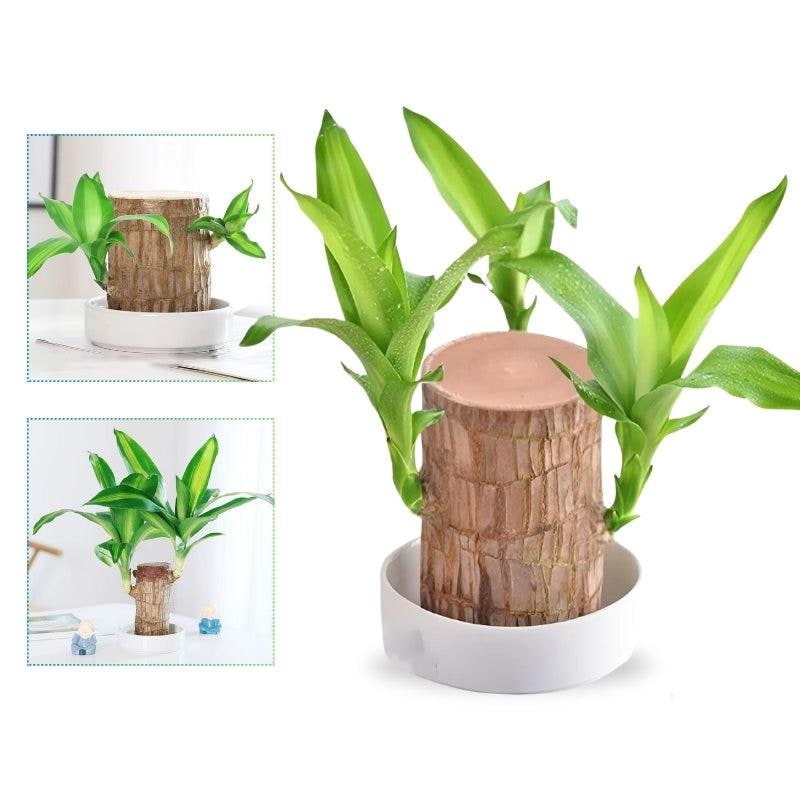 Brazilian Wood Indoor Plant for Home Air Purification - Image 1
