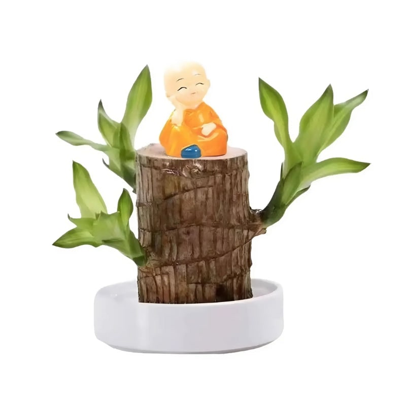 Brazilian Wood Indoor Plant for Home Air Purification - Image 2