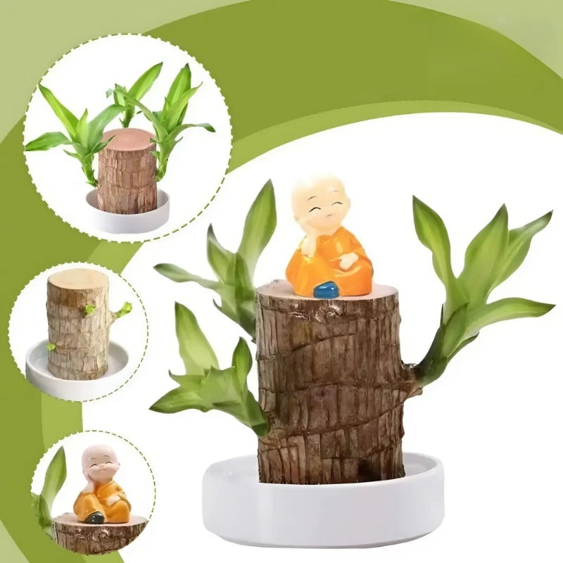 Brazilian Wood Indoor Plant for Home Air Purification - Image 3