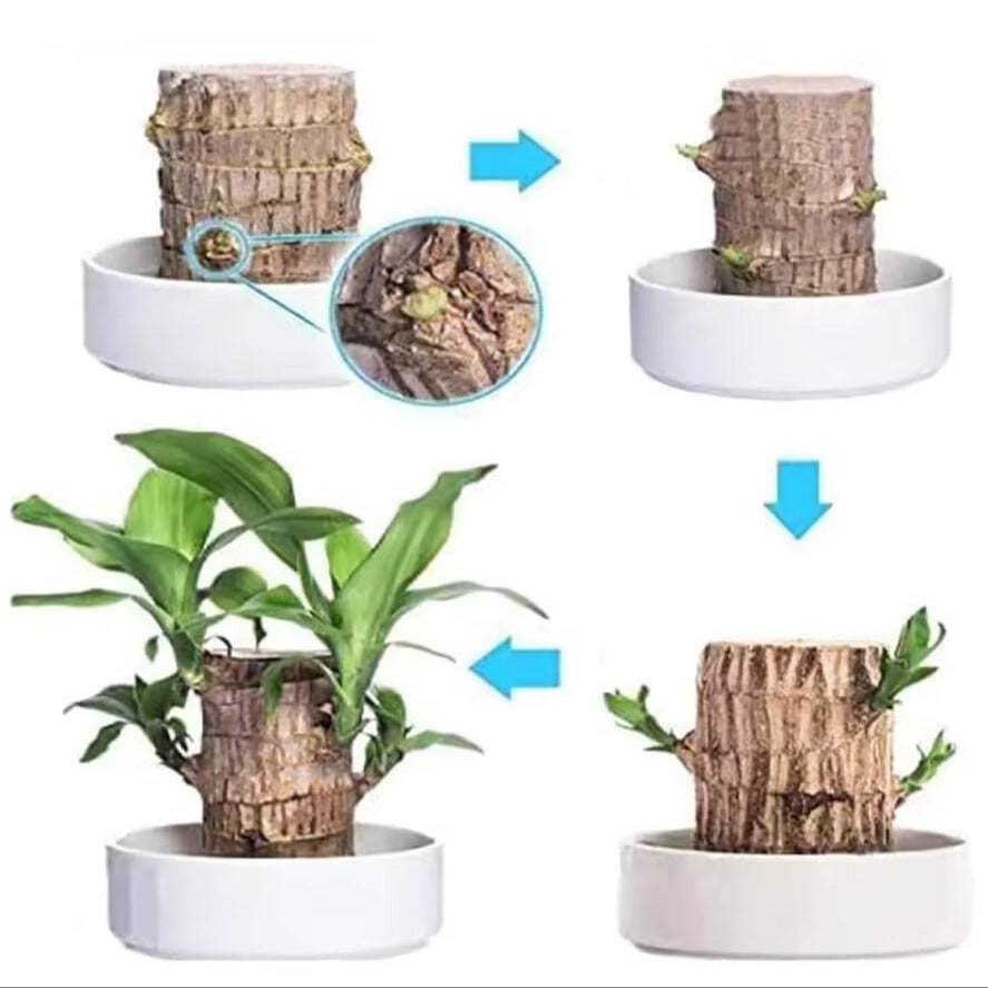 Brazilian Wood Indoor Plant for Home Air Purification - Image 4
