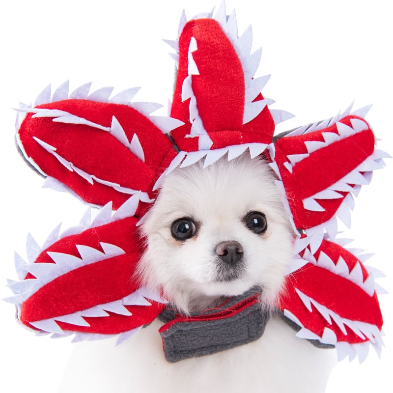 Dog Costume with Funny Transformation Design and Creative - Image 1