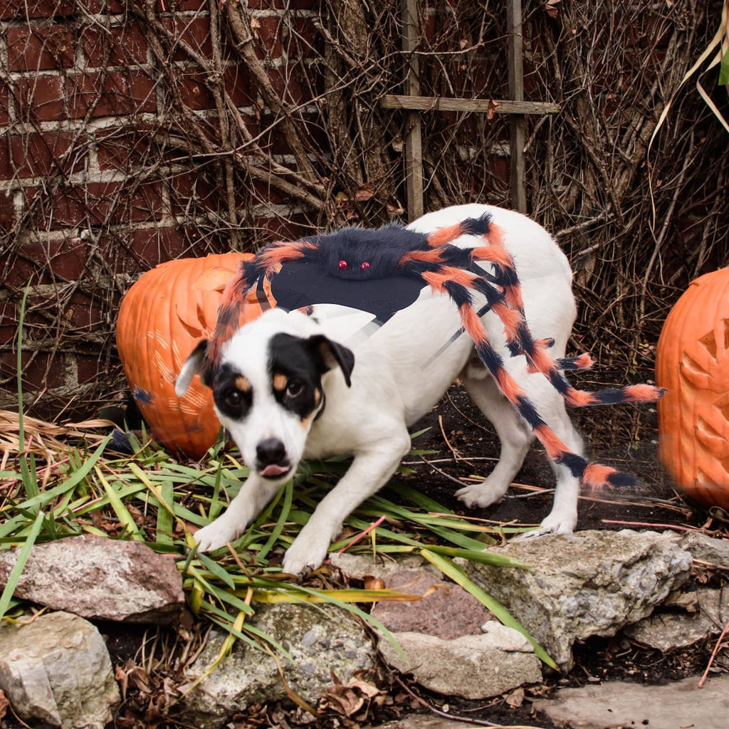 Dog Spider Costume with Bendable Fuzzy Legs Adjustable Straps for Cats - Image 10