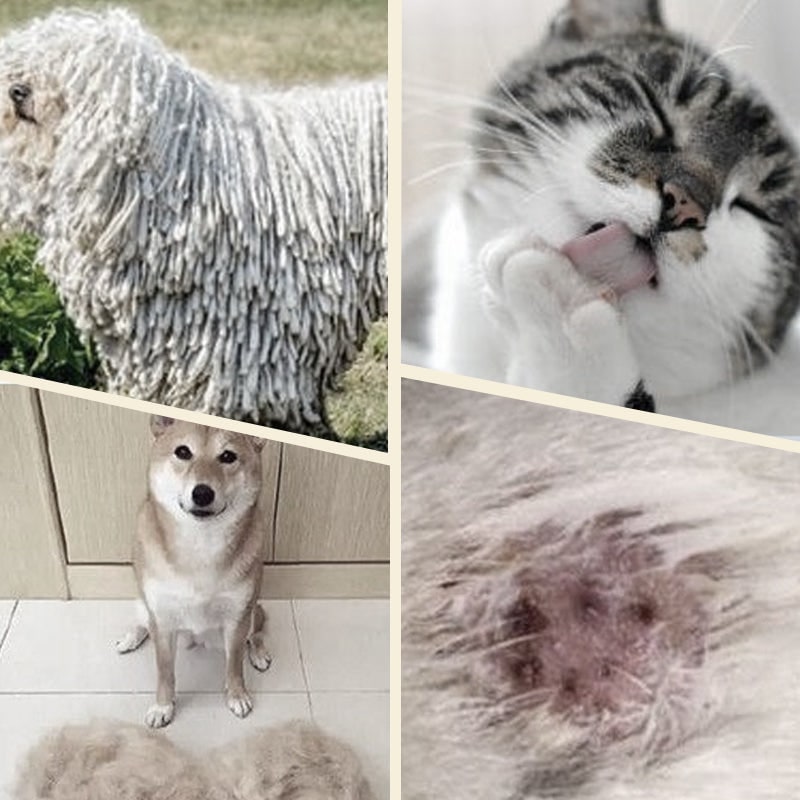 Dog Undercoat Brush with Double-Sided Rake and Dematting Teeth for Grooming - Image 3
