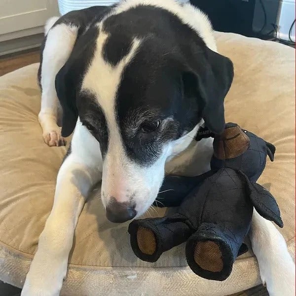 Durable Bear-Shaped Dog Chew Toy with Reinforced Stitching - Image 5
