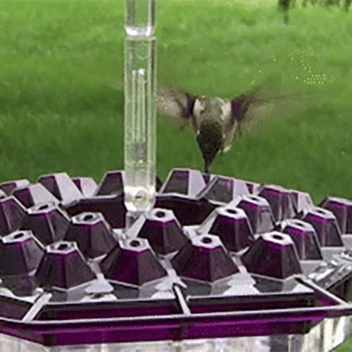 Hummingbird Feeder with Raised Diamond Ports and Multiple Feeding Stations - Image 2