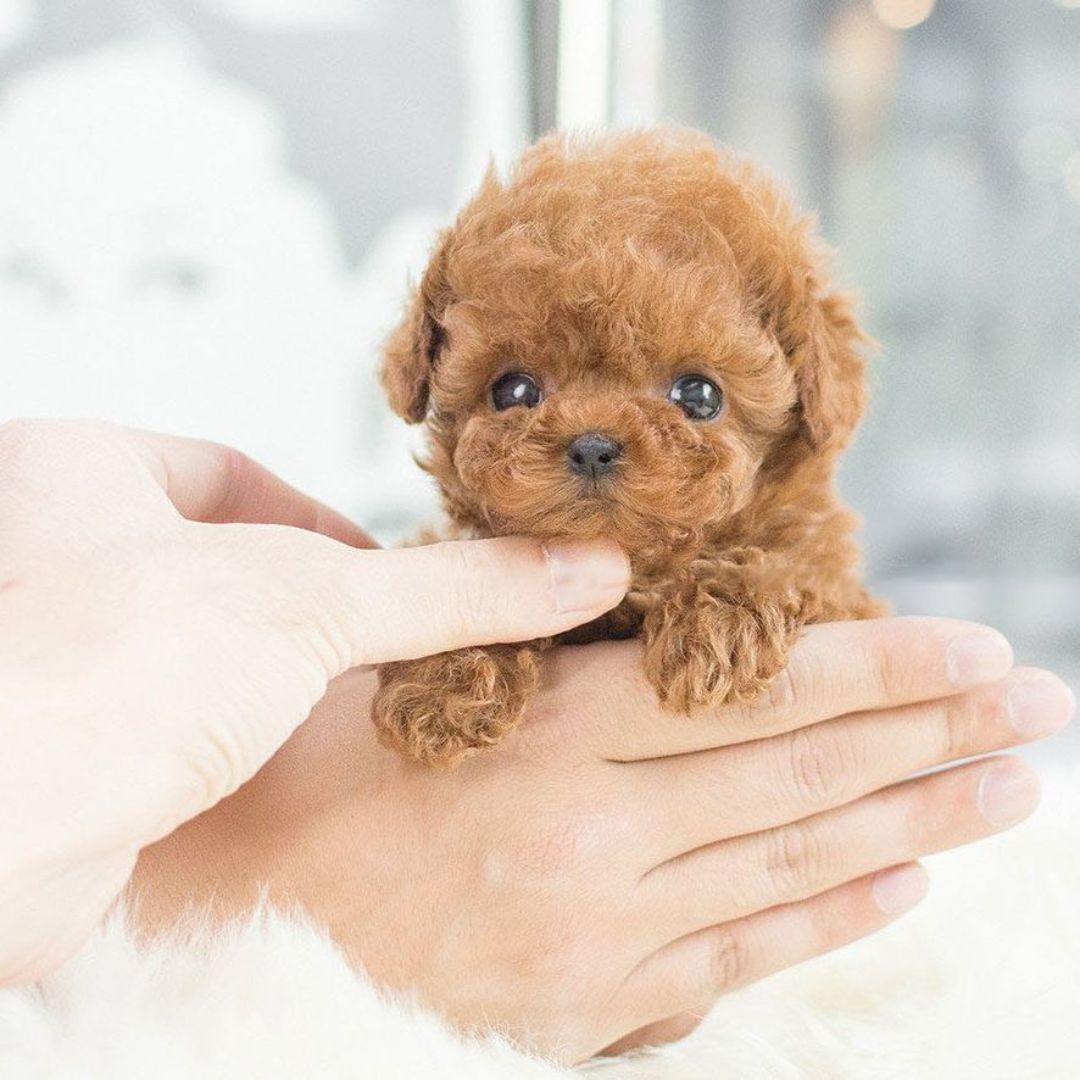 Cane di peluche realistico interattivo con funzioni mobili