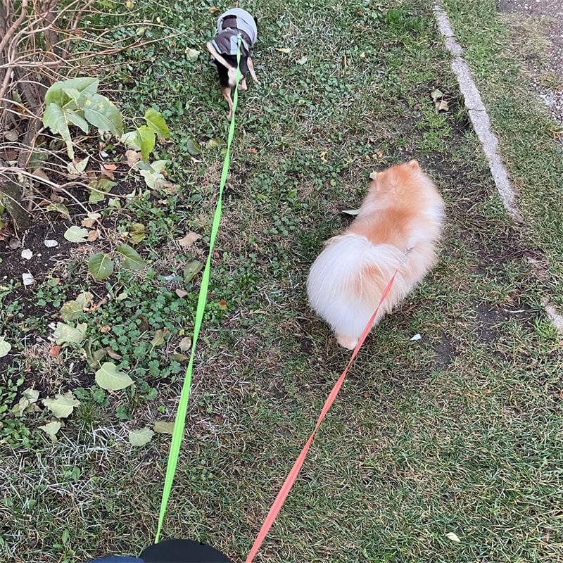Retractable Dog Leash with Flashlight and Bag Dispenser 360 Swivel Dual Pet Lead - Image 17